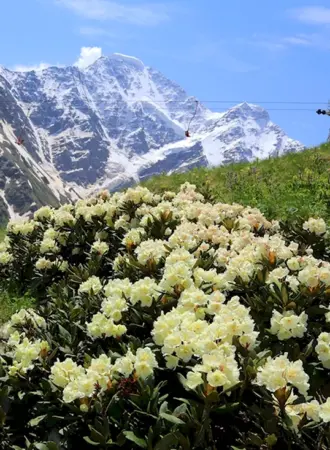 Рододендрон Приэльбрусья