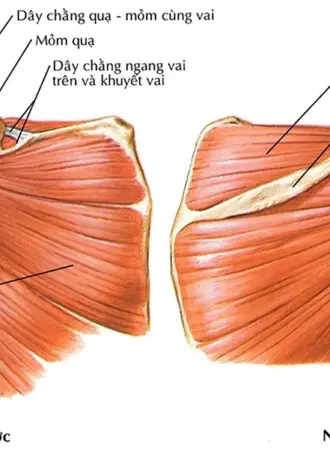 Rotator muscle анатомия