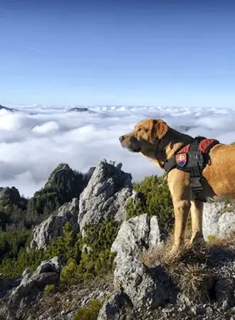 Собака на горе