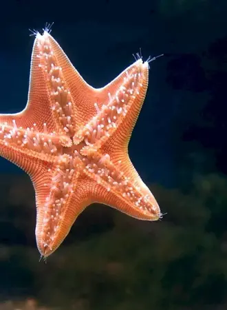 Солястер морская звезда