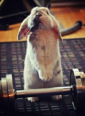 Спортивные животные
