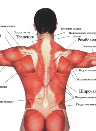 Строение мышц спины сзади