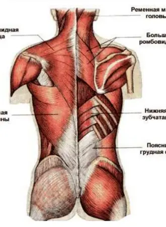 Строение спины сзади у человека