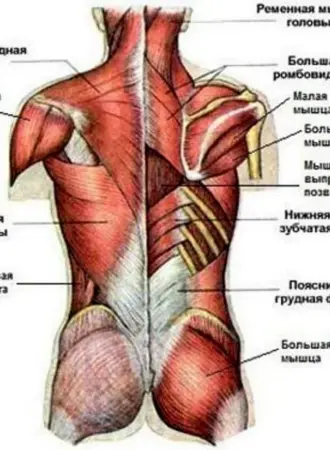 Строение спины сзади у человека