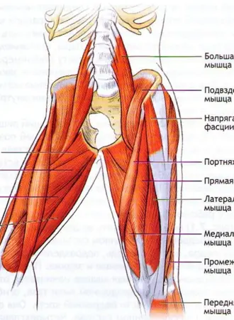 Сухожилия внутренней поверхности бедра анатомия