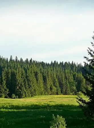 Тайга в Удмуртии