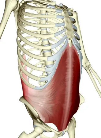 Transversus abdominis
