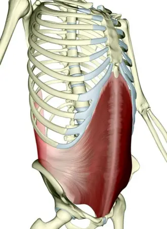 Transversus abdominis