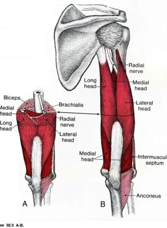 Трёхглавая мышца плеча m. Triceps brachii