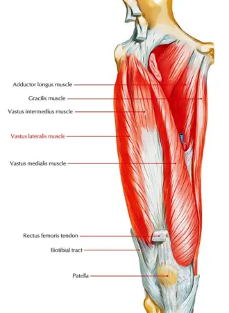 Vastus medialis анатомия