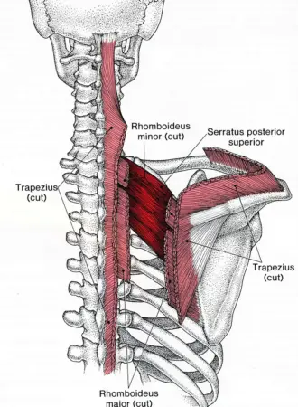 Верхняя задняя зубчатая м. m. serratus posterior Superior