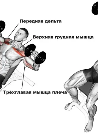 Жир гантелей лежа мышцы