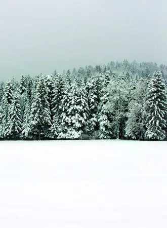 Зимний лес